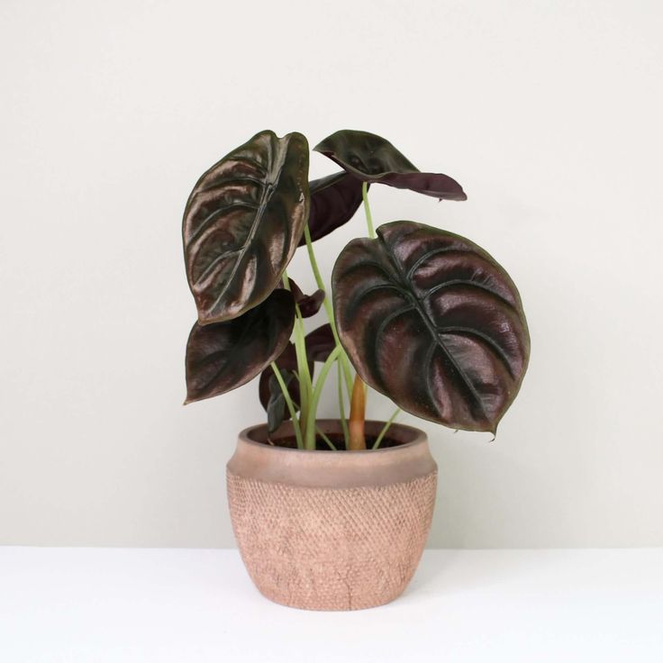 Alocasia Cuprea 'Red Secret' (Metallic Red Jewel Alocasia)