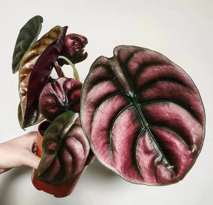 Alocasia Cuprea 'Red Secret' (Metallic Red Jewel Alocasia)