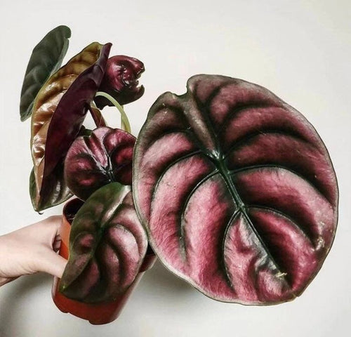 Alocasia Cuprea 'Red Secret' (Metallic Red Jewel Alocasia)