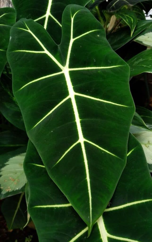 Alocasia Frydek (Green Velvet Alocasia)