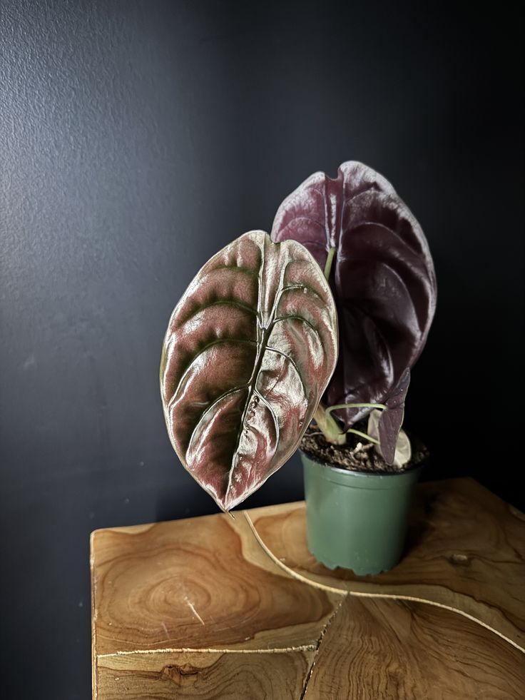 Alocasia Cuprea 'Red Secret' (Metallic Red Jewel Alocasia)