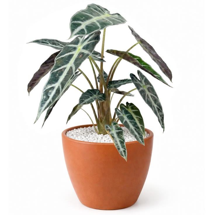 Bambino Amazonica x Alocasia