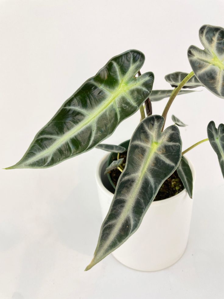 Bambino Amazonica x Alocasia