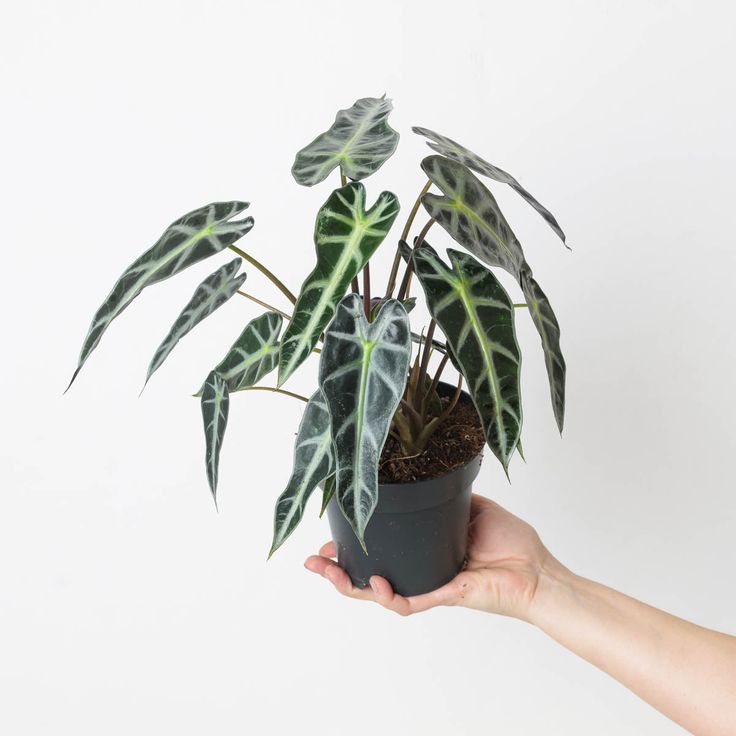 Bambino Amazonica x Alocasia