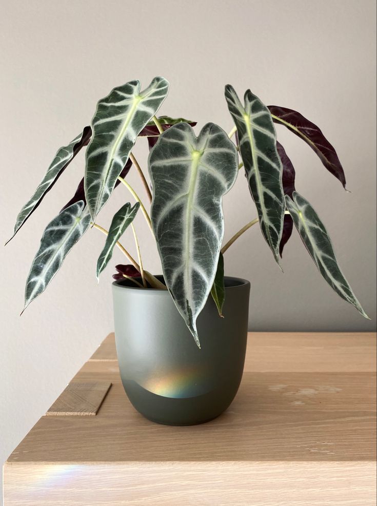 Alocasia Polly