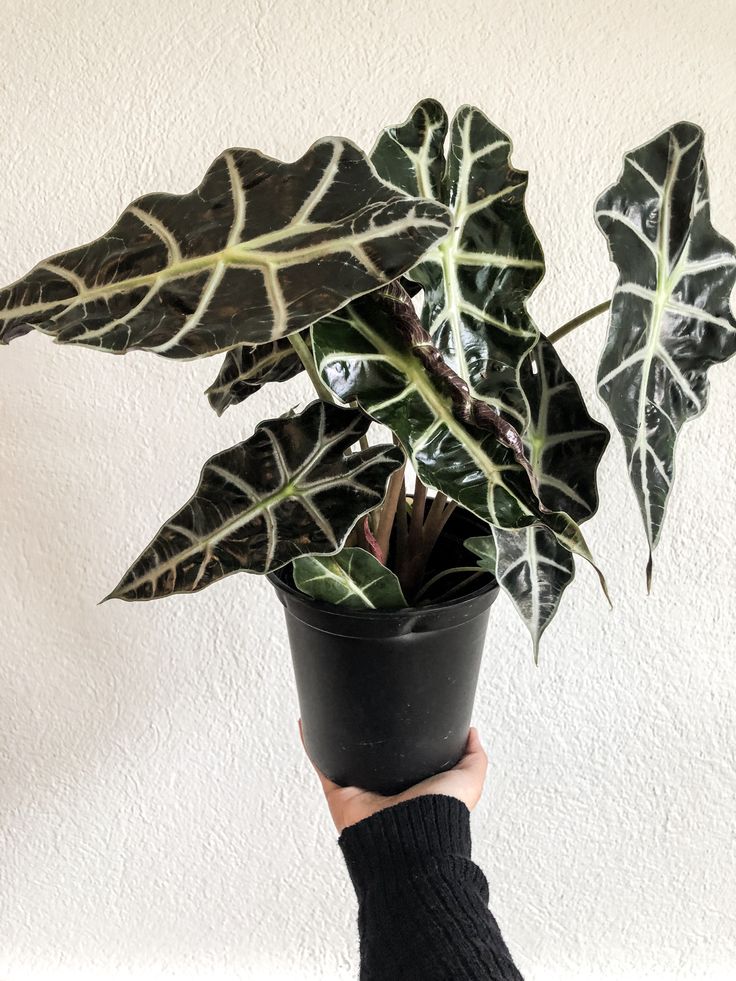 Alocasia Polly