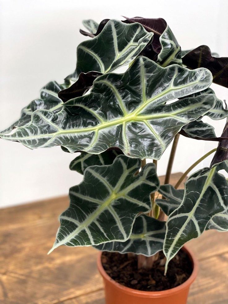 Alocasia Polly