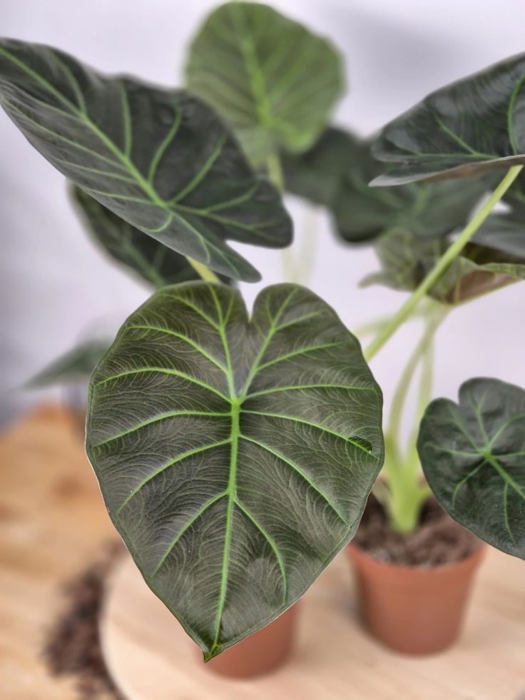 Alocasia 'Regal Shield' (Hybrid Elephant Ear)