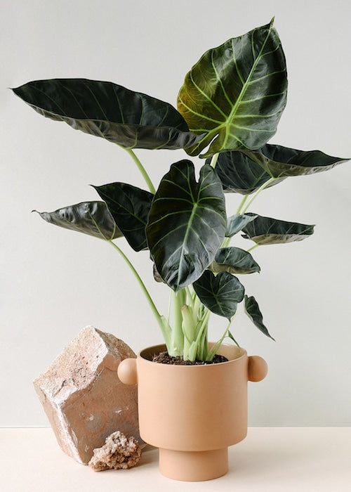 Alocasia 'Regal Shield' (Hybrid Elephant Ear)