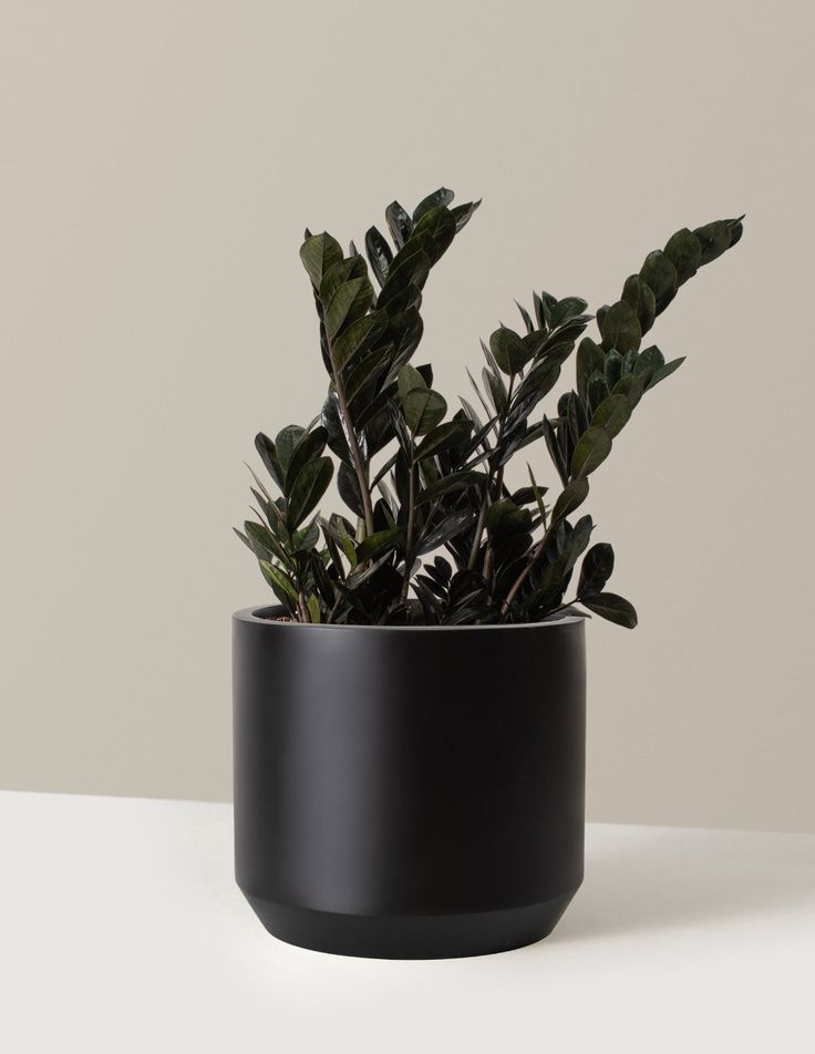 Black ZZ Plant (Raven ZZ)