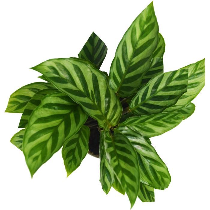Calathea Louisae 'Freddy' (Pinstripe Plant)