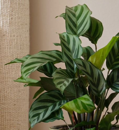 Calathea Louisae 'Freddy' (Pinstripe Plant)