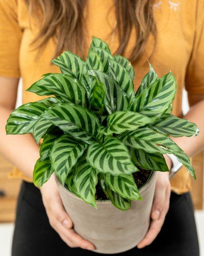 Calathea Louisae 'Freddy' (Pinstripe Plant)