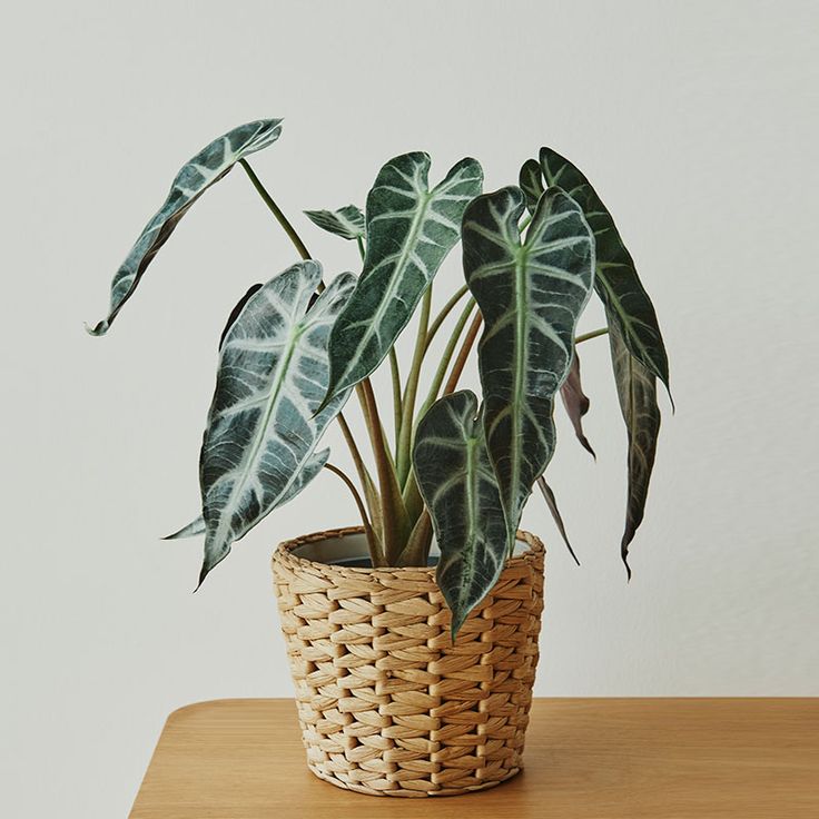 Bambino Amazonica x Alocasia