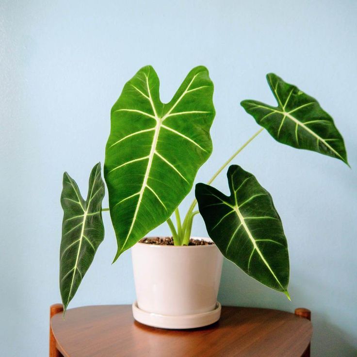 Alocasia Frydek (Green Velvet Alocasia)