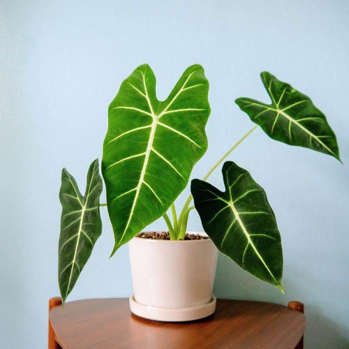 Alocasia Frydek (Green Velvet Alocasia)