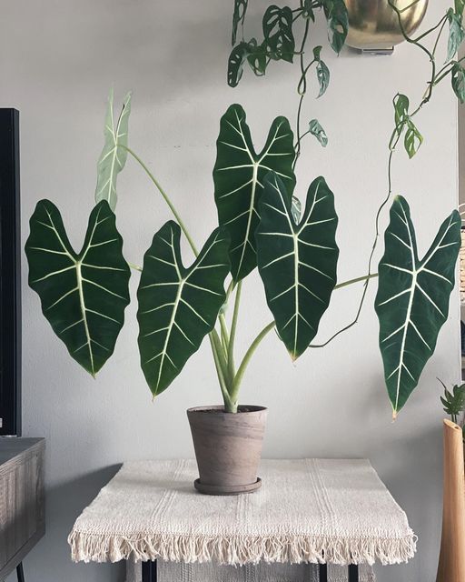 Alocasia Frydek (Green Velvet Alocasia)