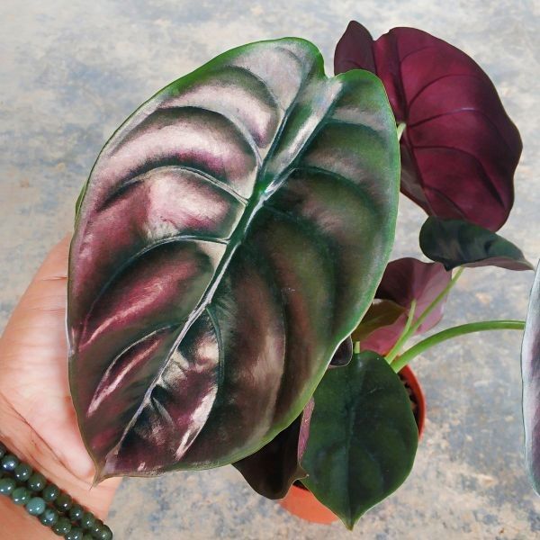 Alocasia Cuprea 'Red Secret' (Metallic Red Jewel Alocasia)