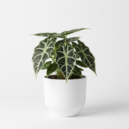 Alocasia Amazonica 'Bambino' - Close-up of dark green leaves with white veins