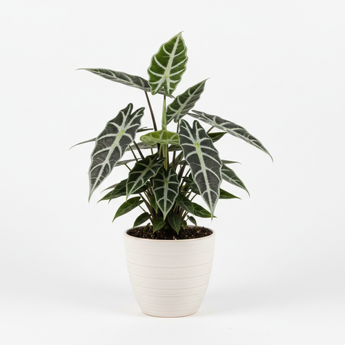Alocasia Amazonica 'Bambino' - Full plant view in ceramic pot