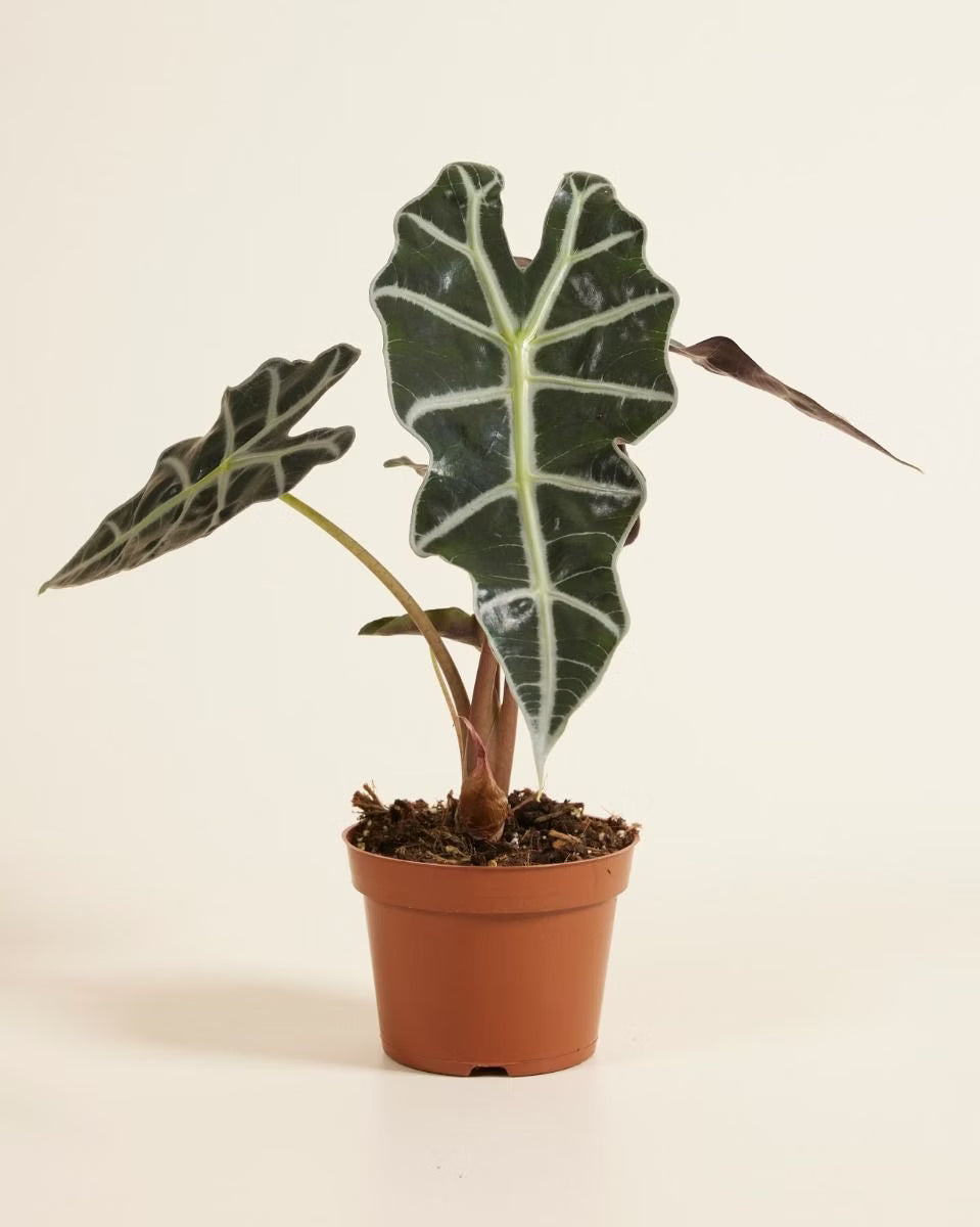 Alocasia Polly